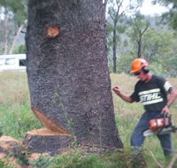 Steve Smith Chainsaw Training - Education Melbourne