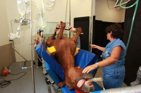 Pacific Vetcare - Education Melbourne 6