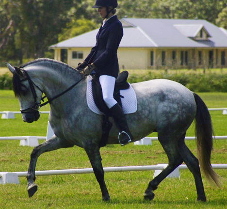 Encantador The Riding School - Education Melbourne 1