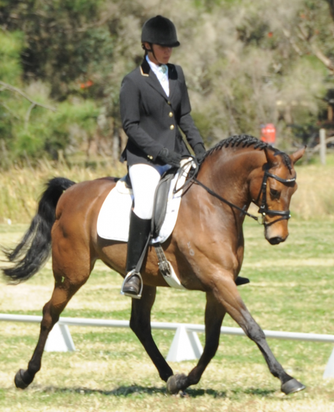 Encantador The Riding School - Education Melbourne 4