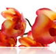 Sydney College of Skin Care - Education Melbourne