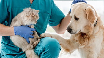 Tourism Listing Partner Sydney Vets